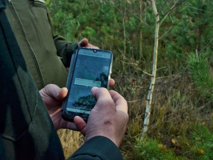 Перевірити законність рубки тепер може кожен: як працює пілотний проект «Ліс у смартфоні» на Волині. ФОТО