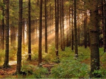 Тимчасова влада може спішно віддати український ліс на розграбування 