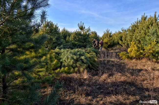 Війна за десятки гектарів лісу: на Волині рубають дерева, які усі сторони конфлікту вважають «своїми»