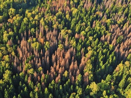 Втрата лісу через погоду, шкідників і... закони: світ б'є на сполох через всихання «зелених легень»