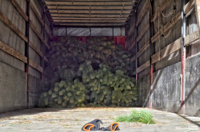 Війна за десятки гектарів лісу: на Волині рубають дерева, які усі сторони конфлікту вважають «своїми» Війна за десятки гектарів лісу: на Волині рубають дерева, які усі сторони конфлікту вважають «своїми»