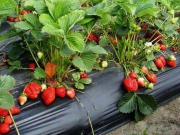 Як вирощують і чи безпечно їсти закарпатську полуницю. ВІДЕО