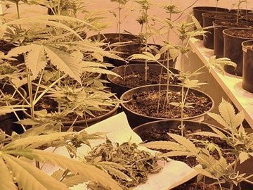 «Невідомі рослини» в Луцькій психлікарні - все-таки марихуана. ФОТО. ВІДЕО