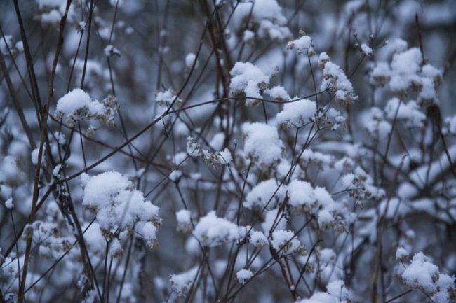 «Зі снігом усе гарніше»: волинський журналіст поділився світлинами «сплячої» природи