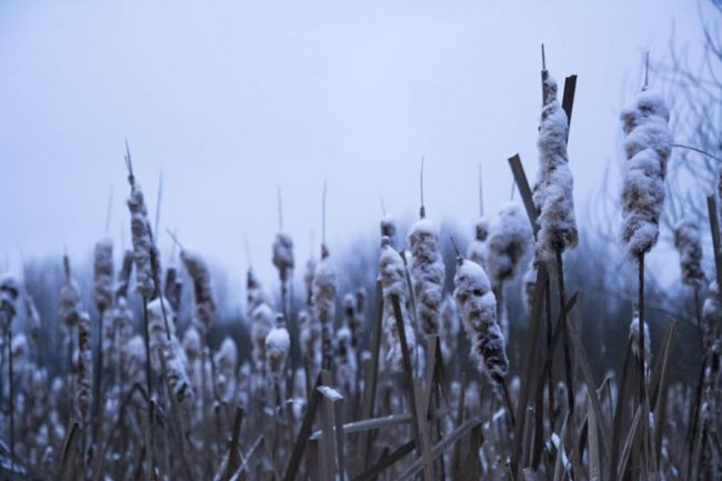 «Зі снігом усе гарніше»: волинський журналіст поділився світлинами «сплячої» природи