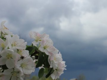 Погода в Луцьку та Волинській області на середу, 17 травня