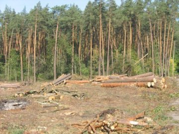 Волинянин сплатив 75 тисяч гривень штрафу за незаконну вирубку лісу
