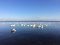 Туристична родзинка на Рівненщині: сотні лебедів зимують на озері. ФОТО
