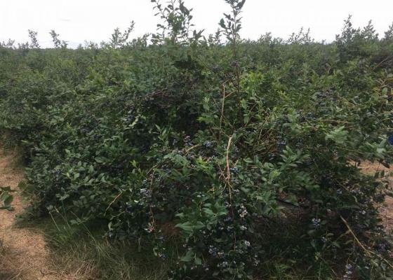 На Волині закладають нові плантації під найдорожчу в Україні ягоду 