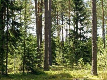 Устилузька міська рада поверне державі понад 33 гектари лісу