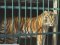 На Чернігівщині у зоопарку тигр вбив свого доглядача