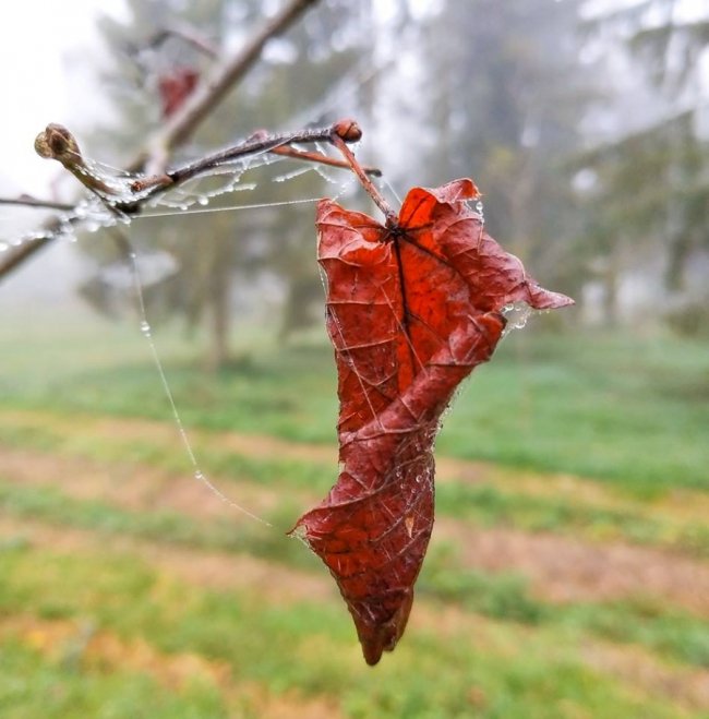 Моторошний луцький парк у полоні туману. ФОТО