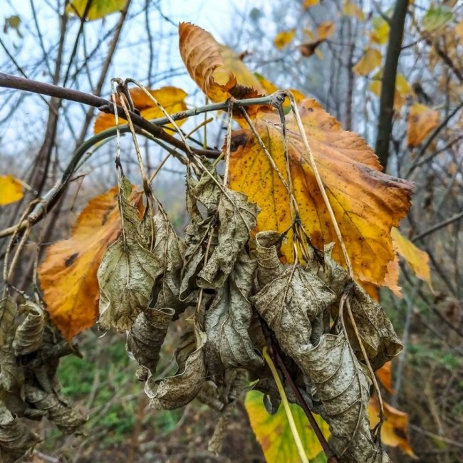 Моторошний луцький парк у полоні туману. ФОТО