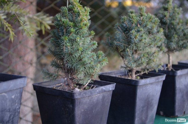 Як поблизу Луцька вирощують новорічні ялинки та сосни. ФОТО