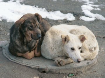 На відлов безпритульних псів у Луцьку витратять 200 тисяч