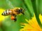 Масову загибель бджіл на Волині досі розслідують