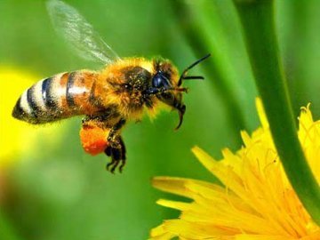 Масову загибель бджіл на Волині досі розслідують