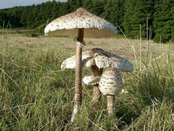 На Рівненщині донька та матір отруїлись грибами, які назбирав дідусь
