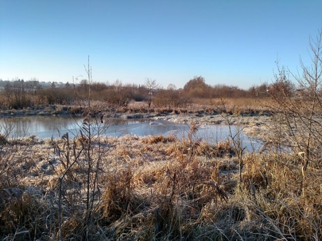 На Рівненщині від холоду загинули лебеді. ФОТО