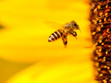 Як не потруїти бджіл під час обробки городу: поради волинянам 