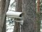 Щоб захистити бурштин, у волинських лісах встановили відеокамери