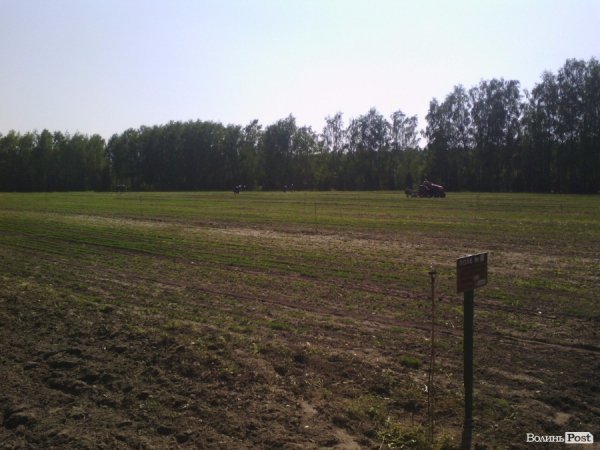 Волинський лісорозсадник - один з найбільших в Україні. ФОТО Волинський лісорозсадник - один з найбільших в Україні. ФОТО