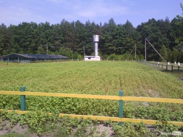 Волинський лісорозсадник - один з найбільших в Україні. ФОТО Волинський лісорозсадник - один з найбільших в Україні. ФОТО