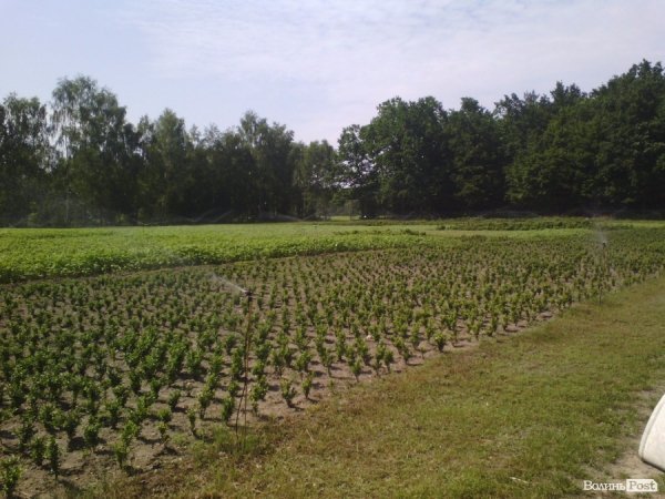Волинський лісорозсадник - один з найбільших в Україні. ФОТО Волинський лісорозсадник - один з найбільших в Україні. ФОТО