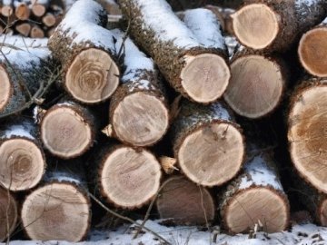 Лісничий «нарубав дров» на 300 тисяч і кримінал