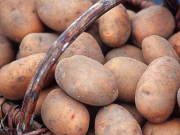 В Україні прогнозують подорожчання картоплі