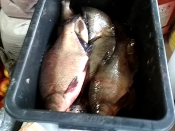 За тиждень на Волині конфіскували 20 кілограмів нелегальної риби