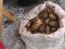 До 25 гривень за кілограм: чому на Волині зросла ціна на картоплю. ВІДЕО