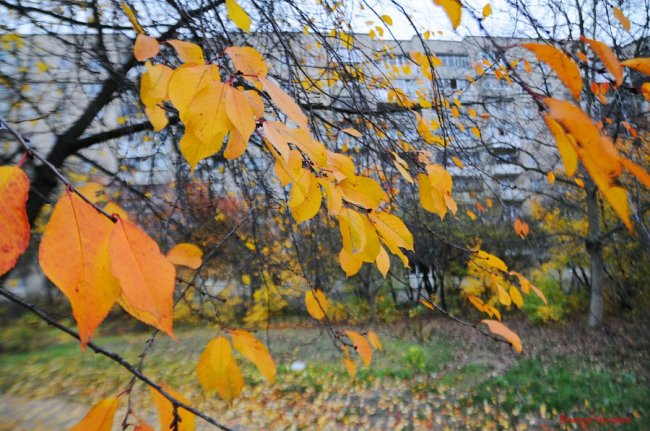 «Останнє золото»: фотограф показав осінню красу Луцька