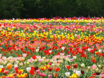 Мільйони тюльпанів у волинській Голландії терміново зріжуть через спеку