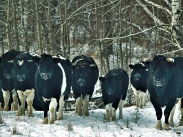 Науковці у Чорнобильському заповіднику вивчають стадо здичавілих корів. ФОТО