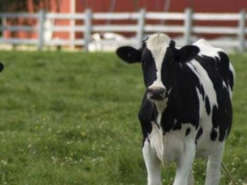 Волинське господарство очолило рейтинг «ТОП-10 молочних ферм України»