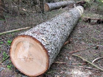 Волиняни нарубали дерев на 13 тисяч гривень