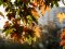 Прогноз погоди на осінь від народного синоптика з Волині