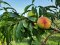 Сім'я з Волині вирощує персики і щороку збирає 7 тонн солодких плодів