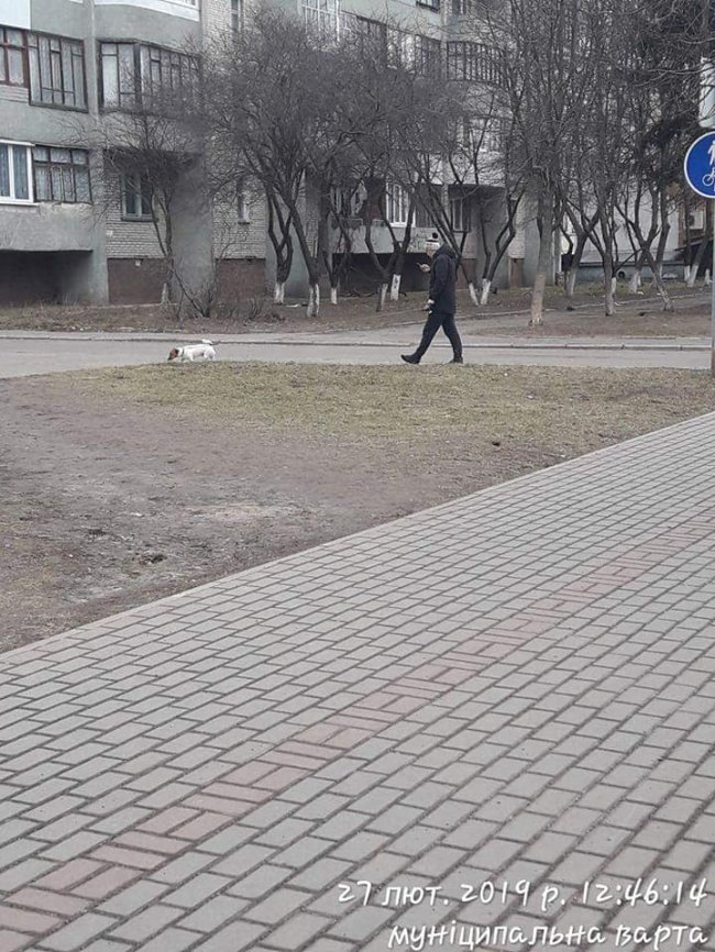 У Луцьку покарали недобросовісних собачників