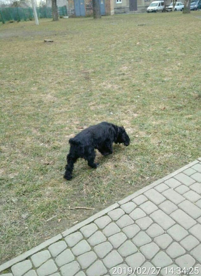 У Луцьку покарали недобросовісних собачників