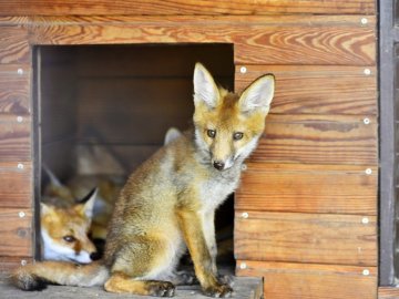 Луцький зоопарк потребує коштів на будівництво вольєру для лисиць: закликають долучитись