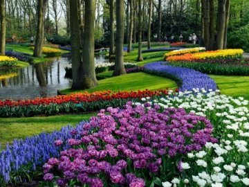 У Нідерландах одночасно квітнуть мільйони тюльпанів. ФОТО