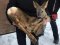 На козулю, яку витягли з-під криги у громаді на Волині, полювали мисливці: тварина померла