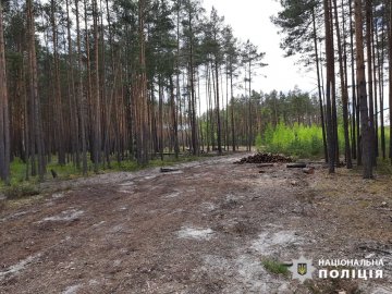 Незаконні рубки дерев: на Волині посадовцю одного із державних лісгоспів повідомили про підозру 