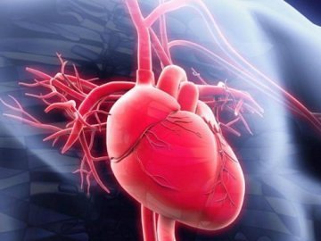Цікаві факти про серце і кров