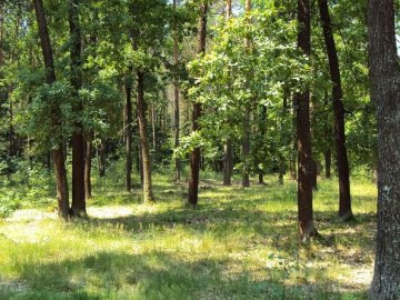 На Волині державі повернули майже 2 гектари лісу, вартістю понад 2 мільйони
