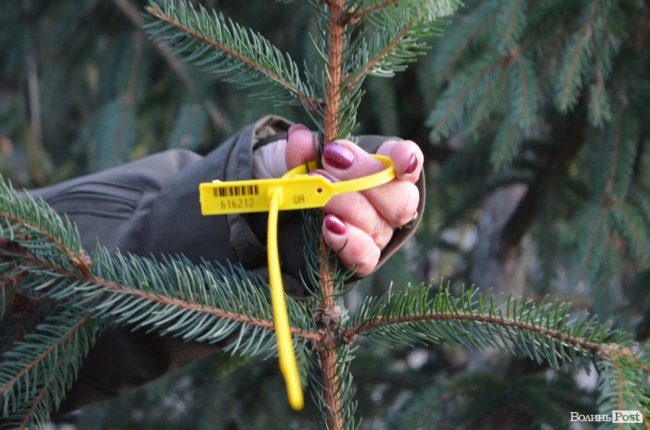 Як поблизу Луцька вирощують новорічні ялинки та сосни. ФОТО