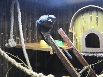 У Луцьку ‒ виставка мавп. ФОТО. ВІДЕО