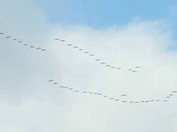 Відлітають журавлі: птахи у небі над Луцьком. ФОТО